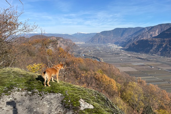Rosszähne
Denti di Cavallo