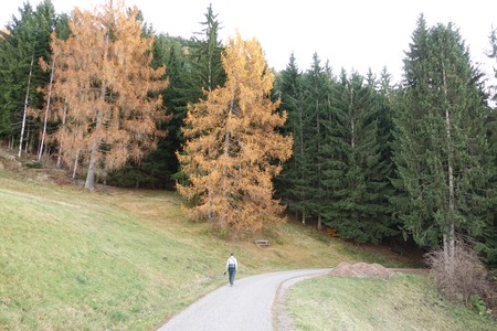 Lungo il sentiero
per il Colle dei Contadini Lungo il sentiero
per il Colle dei Contadini